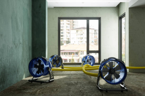 Best Mold removal after water damage  in Hurlock, MD